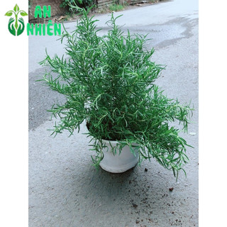Hương Thảo Size Đại