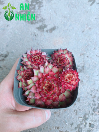 Chậu phật bà đỏ