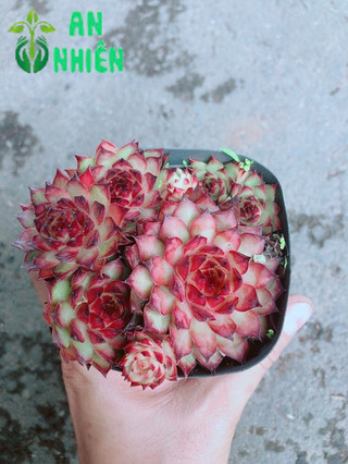 Chậu phật bà đỏ