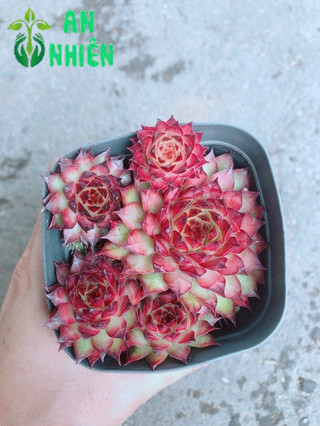 Chậu phật bà đỏ