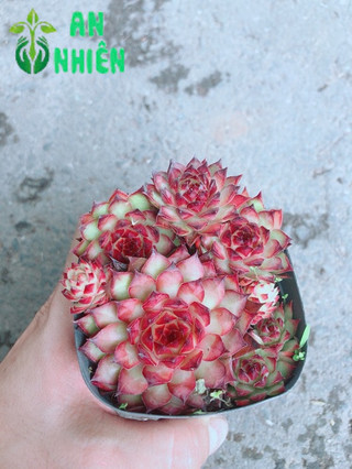 Chậu phật bà đỏ
