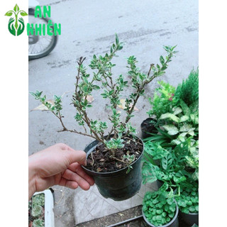 Cây Bạch Tuyết Mai