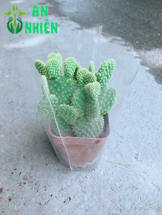 Xương Rồng Tai Thỏ