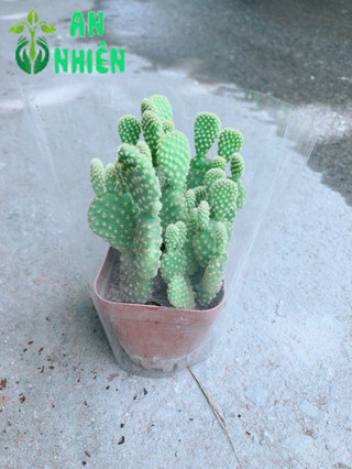 Xương Rồng Tai Thỏ