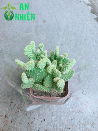Xương Rồng Tai Thỏ