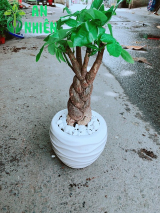 Chậu Kim Ngân 3 Thân Thắt Bính