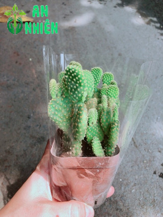 Xương Rồng Tai Thỏ