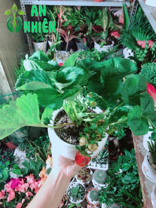 Chậu Cây Dâu Tây