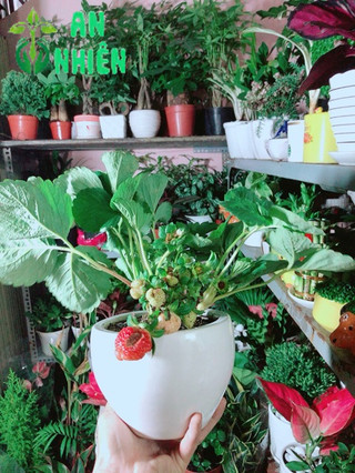 Chậu Cây Dâu Tây