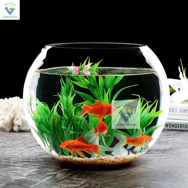 T11 Hồ Cá Thuỷ Tinh Bầu Bể Cá D17cm x 13cm / Bầu thuỷ tinh T11 / bể cá bụng 17cm và cao 13cm