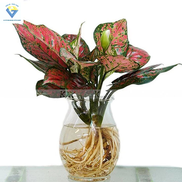 BÌNH BÔNG LỌ HOA THỦY TINH DÁNG BẦU DỤC LỚN (BDL)