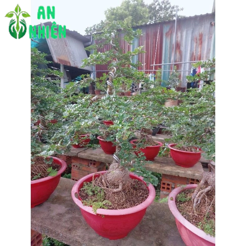 Chậu Cây Cần Thăng Bonsai 50-60cm