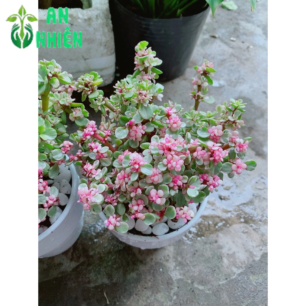 Chậu Cây Cành Vàng Lá Ngọc