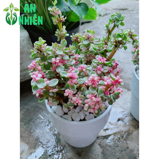 Chậu Cây Cành Vàng Lá Ngọc
