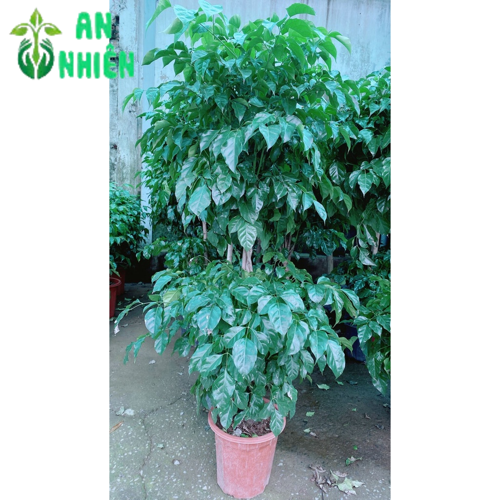 Cây Hạnh Phúc 2 Tầng Lớn (chỉ giao hcm)