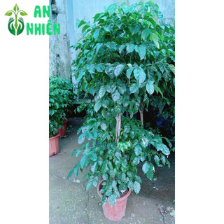 Cây Hạnh Phúc 2 Tầng Lớn (chỉ giao hcm)