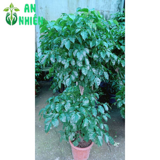 Cây Hạnh Phúc 2 Tầng Lớn (chỉ giao hcm)