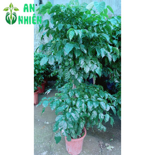 Cây Hạnh Phúc 2 Tầng Lớn (chỉ giao hcm)