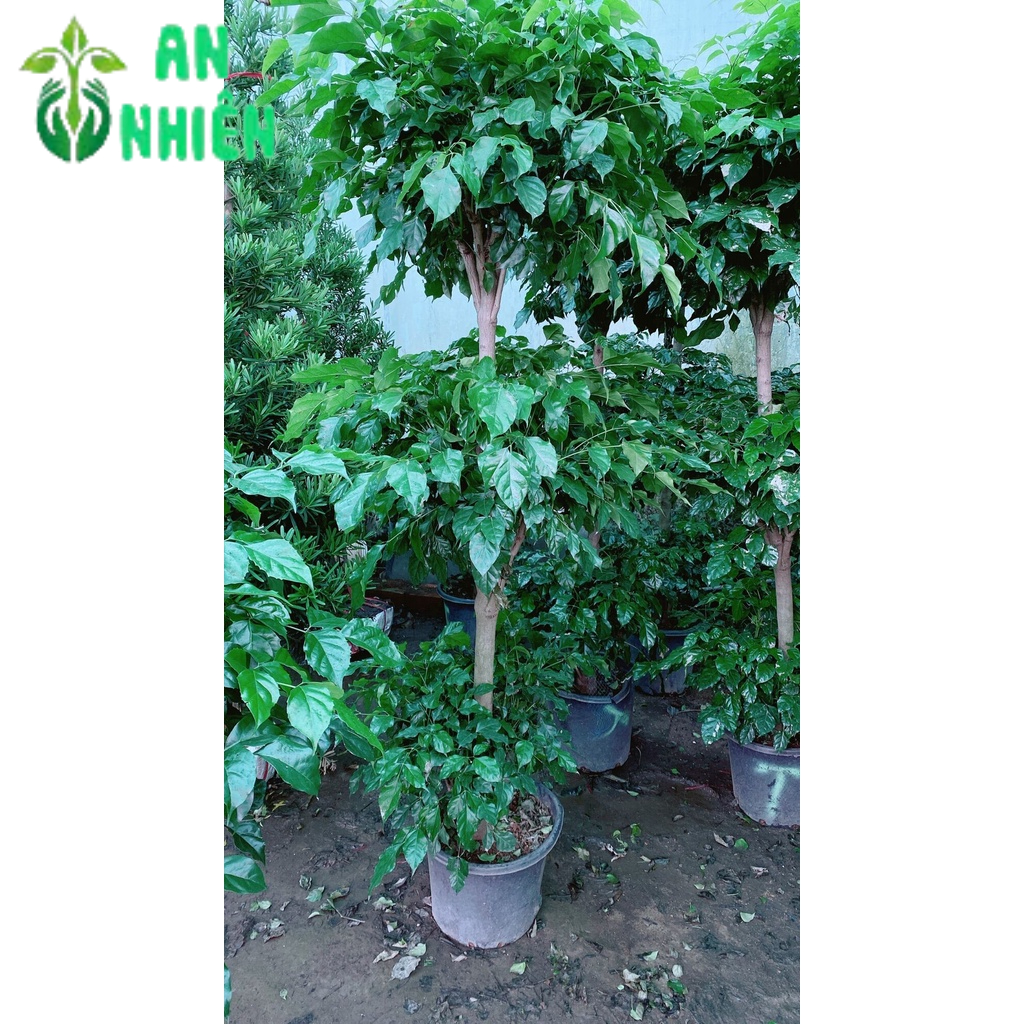 Cây Hạnh Phúc 3 Tầng Lớn (chỉ giao hcm)