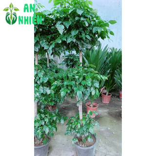 Cây Hạnh Phúc 3 Tầng Lớn (chỉ giao hcm)