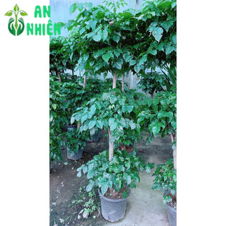 Cây Hạnh Phúc 3 Tầng Lớn (chỉ giao hcm)