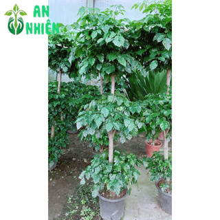 Cây Hạnh Phúc 3 Tầng Lớn (chỉ giao hcm)