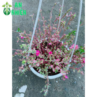 Bụi Hoa Mười Giờ Sam Giống Mới