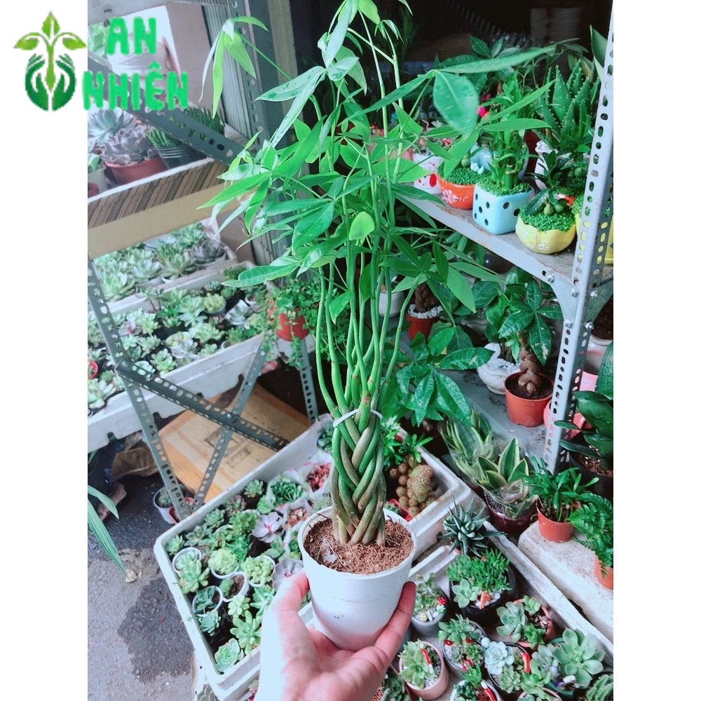 Kim Ngân Thắt Bính 5-7 Thân Mini