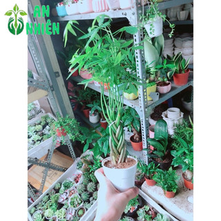 Kim Ngân Thắt Bính 5-7 Thân Mini