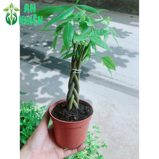 Kim Ngân Thắt Bính 5-7 Thân Mini