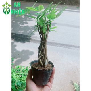 Kim Ngân Thắt Bính 5-7 Thân Mini