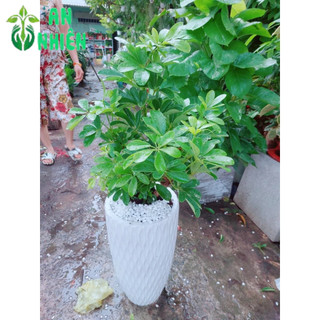Chậu Cây Ngũ Gia Bì Cao 90-100cm
