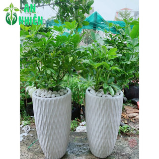 Chậu Cây Ngũ Gia Bì Cao 90-100cm