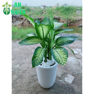 Chậu Cây Vạn Niên Thanh