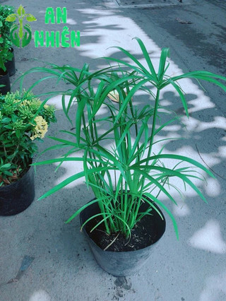 Cây Thuỷ Trúc