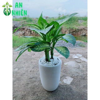 Chậu Cây Vạn Niên Thanh