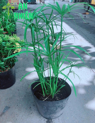 Cây Thuỷ Trúc