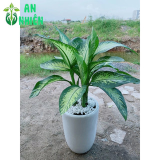 Chậu Cây Vạn Niên Thanh