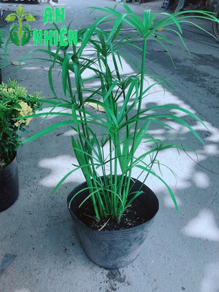 Cây Thuỷ Trúc