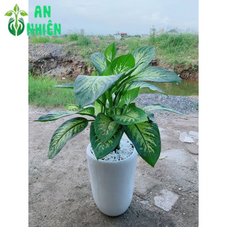 Chậu Cây Vạn Niên Thanh