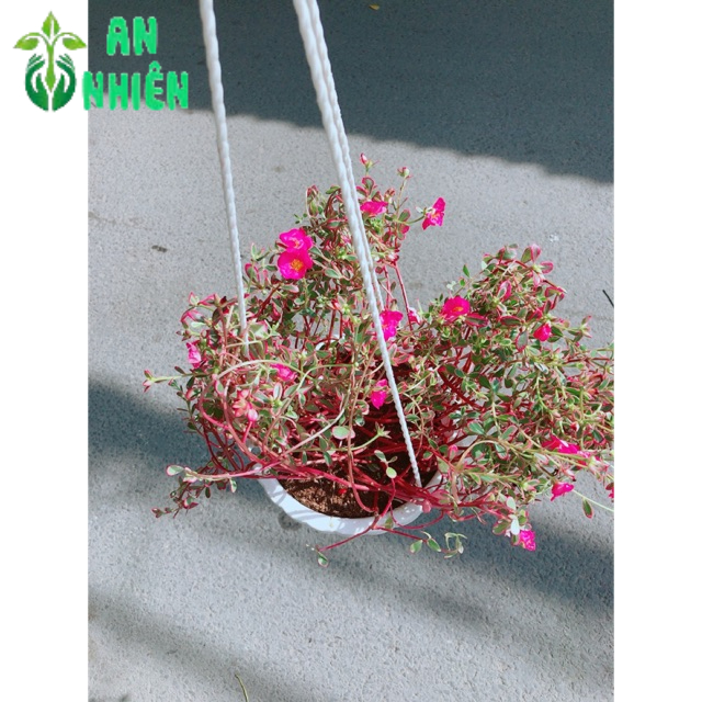 Bụi Hoa Mười Giờ Sam Giống Mới