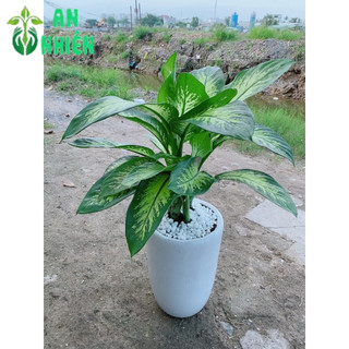Chậu Cây Vạn Niên Thanh