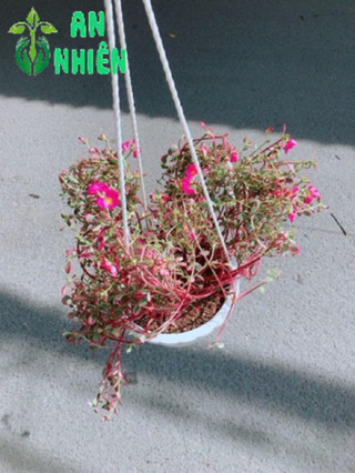 Bụi Hoa Mười Giờ Sam Giống Mới