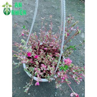 Bụi Hoa Mười Giờ Sam Giống Mới
