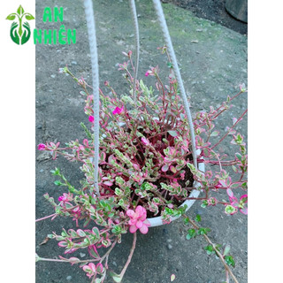 Bụi Hoa Mười Giờ Sam Giống Mới
