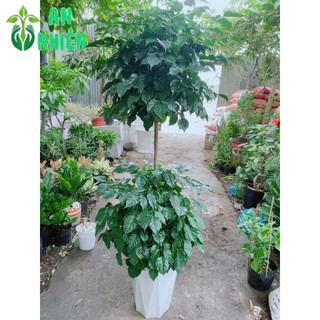 Chậu Cây Hạnh Phúc 2 Tầng(chậu nhựa)