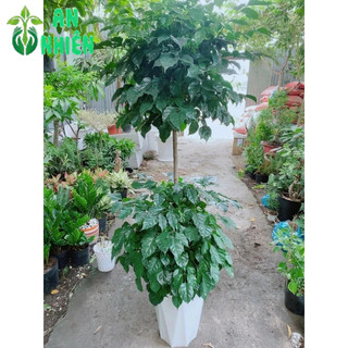 Chậu Cây Hạnh Phúc 2 Tầng(chậu nhựa)