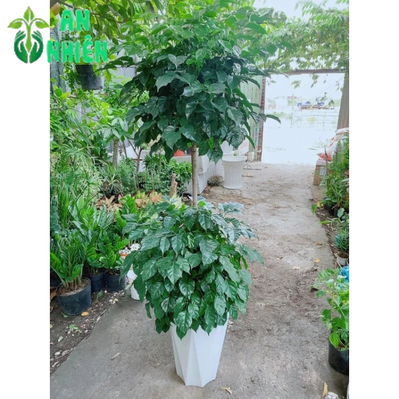 Chậu Cây Hạnh Phúc 2 Tầng(chậu nhựa)