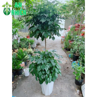 Chậu Cây Hạnh Phúc 2 Tầng(chậu nhựa)