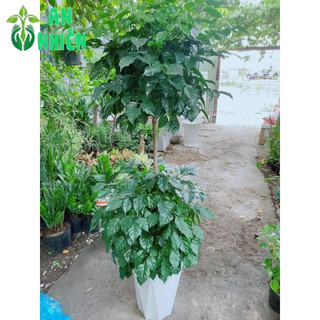 Chậu Cây Hạnh Phúc 2 Tầng(chậu nhựa)